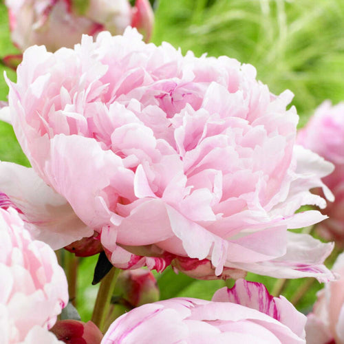 Die schönsten duftenden Blumen für den Garten